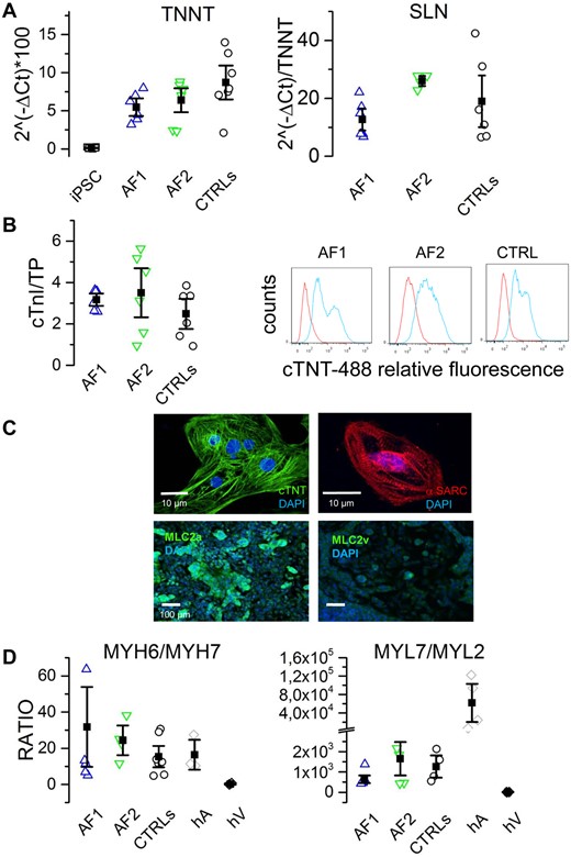 hiPSC-derived cardiomyocyte differentiation. (A) qPCR analysis of cardiac troponin T (TNNT2) and sarcolipin (SLN) expression at day 30 of differentiation for AF1-, AF2-, and CTRL-CMs, as indicated. Undifferentiated hiPSC were used as negative control. (B) Quantification of cardiac troponin I (µg) on total protein content (TP, mg) of AF1 (2.9 ± 0.46; n = 3), AF2 (2.4 ± 1.37; n = 3), CTRL (2.36 ± 1.08; n = 6), and hiPSCs (0.002 ± 0.01; n = 2) (left). Representative flow cytometry analysis on hiPSC-differentiated cells using an anti-cardiac troponin T antibody: AF1 (45.1 ± 11 n = 3), AF2 (55.2 ± 19 n = 3), CTRL (52 ± 12 n = 6) (right). (C) Representative images of isolated AF1-CM and AF1-differentiated monolayers stained for cardiac troponin T (cTNT), sarcomeric actin (α-SARC), atrial (MLC2a), and ventricular (MLC2v) myosin light chains; nuclei were counterstained with DAPI. (D) Ratios between the qPCR expression levels of heavy (left) and light (right) chain isoforms of myosin. Human atria (hA) and ventricles (hV) were used as positive and negative controls, respectively. Differences in gene expression and protein quantification were assessed by one-way ANOVA followed by Fisher’s T-test.