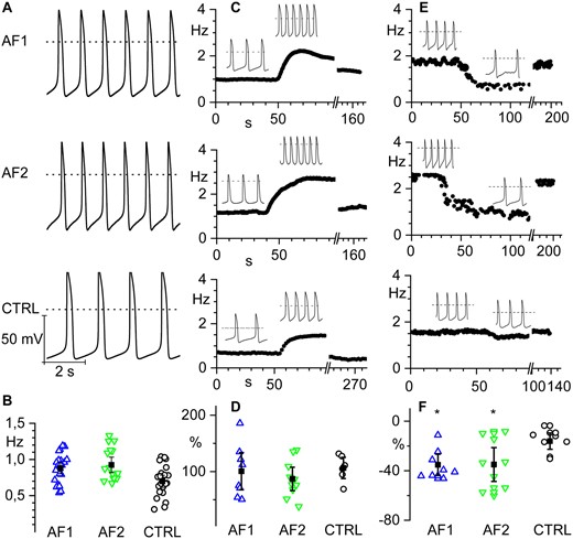 hiPSC-CMs from AF patients show increased spontaneous firing rate and similar response to β-adrenergic stimulation compared to controls. (A) Representative voltage traces of spontaneous firing recorded from hiPSC-CM clusters from AF1 and AF2 patients and CTRL as indicated. (B) Scatter plot of the firing rate (open circles) and mean values (filled squares) of AF1 (0.88 ± 0.04 Hz, n/exp = 24/6), AF2 (0.99 ± 0.07 Hz, n/exp = 19/8), and CTRL (0.72 ± 0.05 Hz, n/exp = 25/9) hiPSC-CMs. (C) Time course of the firing rate of representative hiPSC-CM clusters from AF1, AF2, and CTRL from top to bottom, respectively; the black line indicates the time of isoproterenol perfusion. Insets show representative voltage traces before and during isoproterenol stimulation. (D) Dot plot graph of the percentage increase in firing rate after isoproterenol stimulation. (AF1 100.6 ± 16.5%; n/exp = 8/3, AF2 87.0 ± 10.4%; n/exp = 10/6, and CTRL 106.4 ± 9.4%; n/exp = 6/5). (E) Time course of the firing rate of representative hiPSC-CM clusters from AF1, AF2, and CTRL before, during, and after ivabradine superfusion. Insets show representative voltage traces before and during ivabradine stimulation. (F) Dot plot of the percentage decrease in firing rate after ivabradine superfusion (AF1 −35.2 ± 4.3%; n/exp = 8/3; AF2 −34.9 ± 6.8%; n/exp = 9/3; CTRL −16 ± 3.3%; n/exp = 8/3). Data were compared using nested one-way ANOVA *P < 0.05.