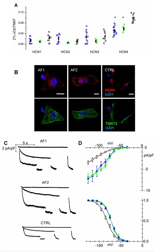 If current is increased in AF-CMs. (A) qPCR analysis of HCN isoforms normalized to troponin T expression at day 30 of differentiation. (B) Representative images of isolated AF1-, AF2-, and CTRL-CMs stained for HCN4 and cardiac troponin T (calibration bar = 10µm). (C) Representative traces of If current density recorded at −35, −75, and −105 mV followed by a step at −125 mV from AF1-, AF2-, and CTRL-CMs. (D Top) Plot of mean If current density voltage relation from AF1-CMs (blue triangles), AF2-CMs (green inverted triangles), and CTRL-CMs (white circles); Peak current density (at −125mV): AF1 = −7.17 ± 1.1*pA/pF, n/exp = 14/8; AF2 = −6.75 ± 0.72*pA/pF, n/exp = 13/3; CTRL = −3.45 ± 0.43 pA/pF, n/exp = 28/9. (Bottom) Mean activation curves of If current from AF1-CMs, AF2-CMs, and CTRL-CMs (symbols as in top panel). V1/2 values: AF1 = −71.2 ± 1.6* mV, n/exp = 21/6; AF2 = −72.7 ± 1.3* mV, n/exp = 15/4; CTRL = −81.5 ± 1.4 mV, n/exp = 28/9. Inverse slope factor values: AF1 = 8.4 ± 0.25, n = 21; AF2 = 7.5 ± 0.5, n = 15; CTRL = 9.5 ± 0.5, n = 28. *P < 0.005. Data were compared using nested one-way ANOVA *P < 00.5.