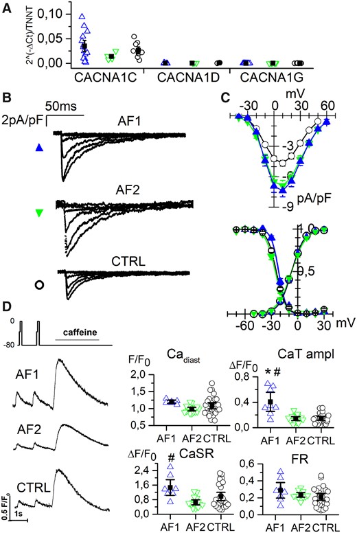L-type calcium current is increased in AF-CMs. (A) qPCR analysis of L-type calcium channel isoforms (1C, 1D) and T-type isoform (1G) expression normalized to troponin level at day 30 of differentiation. (B) Representative traces of ICaL current density recorded by 10 mV steps to the range of −40/+10 mV from AF1-, AF2-, and CTRL-CMs. (C Top) Plot of mean ICaL current density voltage relation from AF1-CMs (blue triangles), AF2-CMs (green inverted triangles), and CTRL-CMs (white circles). Peak current density (at 10 mV): AF1 = −7.4 ± 0.6*pA/pF, n/exp = 34/6; AF2 = −6.9 ± 0.5*pA/pF, n/exp = 30/8; CTRL = −4.7 ± 0.3 pA/pF, n/exp = 52/11. (Bottom) Mean activation and inactivation curves of ICaL current from AF1-CMs, AF2-CMs, and CTRL-CMs (symbols as in top panel) V1/2 values of activation: AF1 = −6.6 ± 1.2 mV, n/exp = 29/6; AF2 = −6.8 ± 1.0 mV, n/exp = 31/8; CTRL = −7.4 ± 0.5 mV, n/exp = 51/11. V1/2 values of inactivation: AF1 = −21.8 ± 0.7 mV, n/exp = 16/6; AF2 = −25.4 ± 0.8 mV, n/exp = 25/8; CTRL = −24.5 ± 0.5 mV, n/exp = 36/11. (D) Left, examples of calcium transients recorded from AF1-, AF2-, and CTRL-CMs applying the protocol shown. Right, dot blot graphs of the Ca diast, CaT amplitude, CaSR, and FR data in the three groups, as indicated. For values see Supplementary material online, Table S5. Data were compared using nested one-way ANOVA *P < 0.05 vs. CTRL; #P < 0.05 vs. AF2.