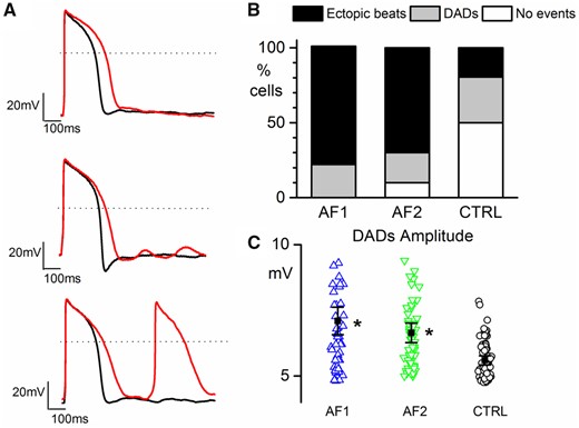 AF-CMs are more arrhythmogenic. (A) Representative action potentials in Tyrode (black line) and during perfusion of 100 nM isoproterenol + 300 nM E4031 (red line) showing no events (top), DADs (middle), and ectopic beats (bottom) recorded from AF2-CMs paced at 0.5 Hz; dashed lines indicate the 0 mV level. (B) Plot of the percentage of cells showing ectopic beats (AF1 7 out of 9/3 cells/exp, 78.8%*; AF2 7 out of 10/3 cells/exp, 70.0%*; CTRL 7 out of 36/6 cell/exp, 19.5%), DADs (AF1 2 out of 9, 22.2%; AF2 2 out of 10, 20.0%; CTRL 11 out of 36, 30.5%), and no events (AF1 0 out of 9, 0%; AF2 1 out of 10, 10.0%; CTRL 18 out of 36, 50%). (C) Plot of DADs amplitude in AF1-CMs (blue triangles), AF2-CMs (green inverted triangles), and CTRL-CMs (white circles). Values are AF1 = 6.95 ± 0.62* mV, n/exp = 60/3; AF2 = 6.73 ± 0.26* mV, n/exp = 66/3; CTRL = 5.66 ± 0.16 mV, n/exp = 70/6. Percentage data were compared using Fisher’s exact test, adjusting the P-value with Bonferroni correction. Amplitude data were compared using nested one-way ANOVA *P < 0.05.
