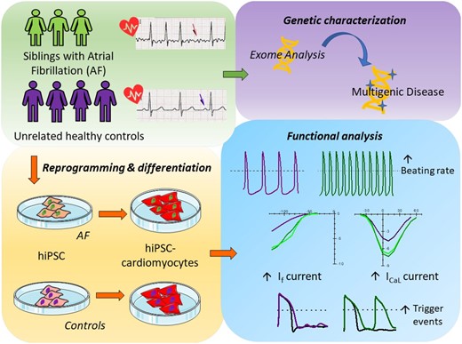 Graphical Abstract