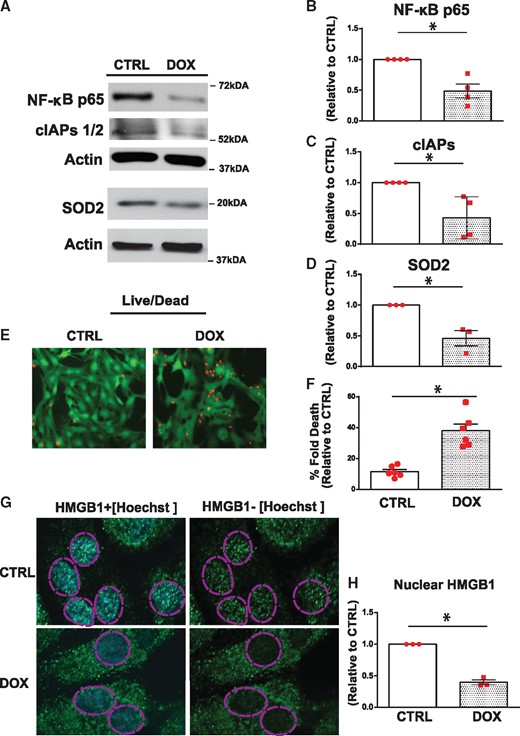 Dox impairs NF-κB signalling and promotes necrotic cell death. NF-κB signalling and cell viability was determined in saline (CTRL) and Dox-treated cardiomyocytes. (A) Representative WBs of cell lysate derived from CTRL and Dox-treated cardiomyocytes. The filter was probed with antibodies directed against p65 subunit of NF-κB and its transcriptional targets, cIAPS1/2, and SOD2. Actin served as a protein loading control. (B–D) Quantitative analysis of proteins normalized to actin. Statistical significance determined using Student’s t-test for NF-κB, Dox vs. CTRL *P = 0.004; cIAPs, Dox vs. CTRL *P = 0.015 and SOD2, Dox vs. CTRL *P = 0.012. (E) Representative images of CTRL and Dox-treated cells assessed for cell viability with Calcein-AM and ethidium homodimer for detection of live (green) and dead (red) cells, respectively, scale bar 40µm. (F) Histogram depicts quantitative data for E. Data are expressed as mean ± SEM derived from at least n = 6 independent cardiomyocyte isolations. Unpaired two-tailed Student’s t-test was used to compare mean differences between groups. Statistically significant difference of Dox condition from control, *P = 0.002. (G) High mobility group box 1 immunostaining (HMGB1, green fluorescence) as an index of necrosis. Nuclear DNA stained with Hoechst 33528 (blue fluorescence). Dotted circle demarks nucleus, scale bar 10 µm. (H) Quantitative analysis of nuclear HMGB1 shown in G. Data are expressed as mean ± SEM derived from n = 3 independent cardiomyocyte isolations. Unpaired two tailed Student’s t-test was used to compare mean differences between groups. Statistically significant difference of Dox vs. CTRL *P = 0.0001.