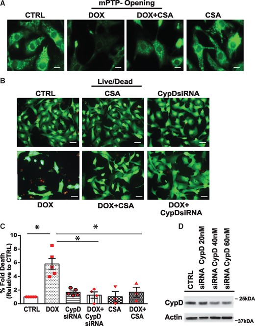 Inhibition of cyclophilin D suppresses mPTP opening and cell death of cardiac myocytes treated with Dox. (A, B) mPTP opening (A, scale bar 10 µm) and cell viability (B, scale bar 40 µm) of cardiomyocytes treated with vehicle or Dox in the absence or presence of CypD inhibitor Cyclosporine A (CsA, μM) or siRNA directed against CypD (CypD siRNA, 40 nM). Representative fluorescent images derived for cell viability as described previously in Figure 2. (C) Histogram depicts percent fold increase in cell death in each condition shown in B, values were normalized to vehicle treated CTRL cells. Data are derived from at least n = 3 independent experiments. Statistical significance between the groups was analysed by one-way ANOVA and Bonferroni post hoc test, Dox vs. CTRL, *P < 0.0001; Dox vs. Dox +CSA, *P = 0.0002; Dox vs. Dox + CypDsi, *P = 0.0002. (D) WB analysis of the cell lysate derived from cells expressing siRNA directed against CypDsi (20 nM, 30 nM, and 40 nM) or scrambled siRNA (40 nM). Actin served as a protein loading control.