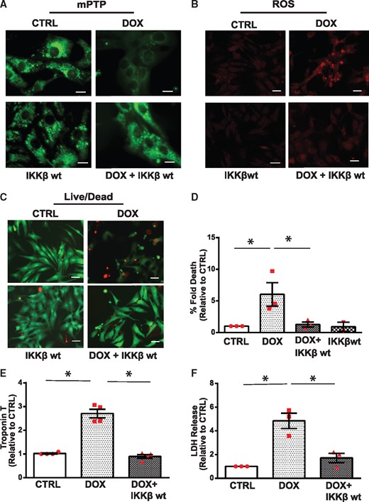 Restoration of NF-κB signalling by IKKβ suppresses Dox-induced mitochondrial perturbations and necrotic cell death of ventricular myocytes. (A) Cardiomyocytes were treated with vehicle or Dox in the absence or presence of an adenovirus encoding IKKβwt and assessed for mPTP opening, scale bar 10 µm. (B) ROS production, scale bar 40 µm; (C) Cell viability, scale bar 40 µm; (D) Histogram presents quantitative data for C. Statistical significance between the groups shown in the histogram, analysed by one-way ANOVA and Bonferroni post hoc test, Dox vs. CTRL, *P = 0.033; Dox vs. Dox+IKKβ, *P = 0.0423; (E, F) Cardiac troponin T (cTNT) release and lactate dehydrogenase assessment from the supernatants derived from saline and Dox-treated cardiac myocytes in the absence and presence of IKKβwt. Data are expressed as mean ± SEM derived from at least n = 3 cardiomyocyte isolations. Statistical significance between the groups marked in the histogram, analysed by one-way ANOVA and Bonferroni post hoc test. For TNT, difference between Dox and CTRL, *P < 0.0001; Dox vs. Dox+IKKβ, *P < 0.0001. For LDH, statistically significant difference between Dox and CTRL, *P = 0.0024; Dox vs. Dox+IKKβ, *P = 0.007.