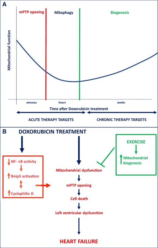 (A) Staged approach of potential mitochondrial targets to attenuate Dox-induced cardiotoxicity, ranging from acute to more chronic stages after Dox administration. (B) Underlying mitochondrial and cell death mechanisms leading to Dox-induced cardiotoxicity. Bnip3, Bcl-2/19 kDa interacting protein 3; mPTP, mitochondrial permeability transition pore; NF-κB, nuclear factor-κB.
