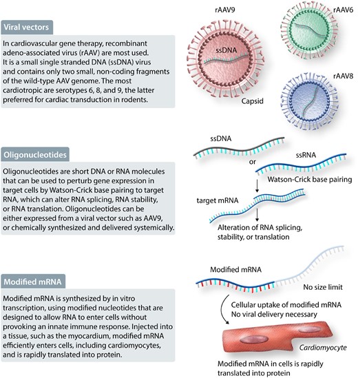Gene therapy modalities. Viral vectors, oligonucleotides, and modified mRNA are some of the modalities available for gene therapy, defined as therapy based on the introduction of genetic material into cells. Abbreviations: rAAV, recombinant adeno-associated virus; ssDNA, small single-stranded DNA.