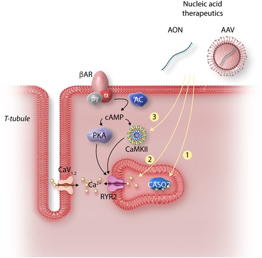 Strategies for gene therapy in CPVT. Cardiomyocyte depolarization drives Ca2+ through the L-type Ca2+ channel (CaV1.2) stimulating Ca2+ release from RYR2. Adrenergic stimulation activates PKA and CaMKII, which alters Ca2+ handling by phosphorylating multiple targets. In CPVT, CaMKII phosphorylation of RYR2 unmasks the abnormalities caused by RYR2 or CASQ2 mutations, resulting in increased Ca2+ leak and arrhythmia. Strategies for CPVT gene therapy target key signalling events in the pathogenesis of the disorder: (1) AAV-mediated expression of wild-type CASQ2 restores levels in SR to correct the autosomal recessive form of CPVT. (2) Ablation or suppression of mutant RYR2 allele by CRISPR or RNA interference results in more wild-type RYR2 tetramers. (3) Inhibition of CaMKII using an AAV-delivered selective inhibitory peptide suppresses abnormal Ca2+ release. Abbreviations: AON, antisense oligonucleotides; siRNA, small-interfering RNA; RYR2, ryanodine receptor 2; CASQ2, calsequestrin 2; CaMKII, Ca2+/calmodulin-dependent protein kinase II; CaV1.2, L-type Ca2+ channel, PKA, protein kinase A; AC, adenylate cyclase; βAR, beta-adrenergic receptor.