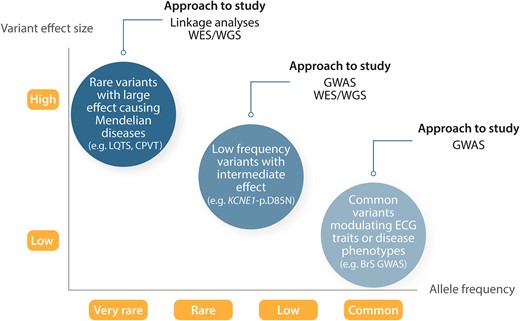 Genetic architecture of human disease. Genome-wide association studies for atrial fibrillation, ECG traits, and other complex traits have explored common variants (MAF >5%) and established many associations with modest to low effect size on disease risk. Whole-exome and -genome sequencing studies seek to further identify low-frequency (MAF 1–5%) and rare variants within genes or across the entire genome, respectively. The effect sizes of less common and rare variants are greater than for more common variants. The figure is adapted from Manolio et al.,5 permissions obtained.