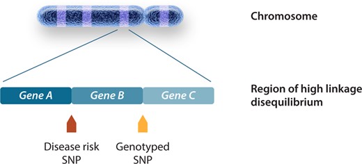 Genomic regions associated with phenotype through GWAS. Causal variants have a direct biological effect and therefore a direct effect on the phenotype. Causal variants are responsible for the association signal at a locus, although the association may be identified by using other non-causal variants in LD with the causal variant. The genotyped SNP will be statistically associated with disease as a surrogate for the disease SNP through an indirect association. The figure is adapted from Bush et al.,7 permissions obtained.