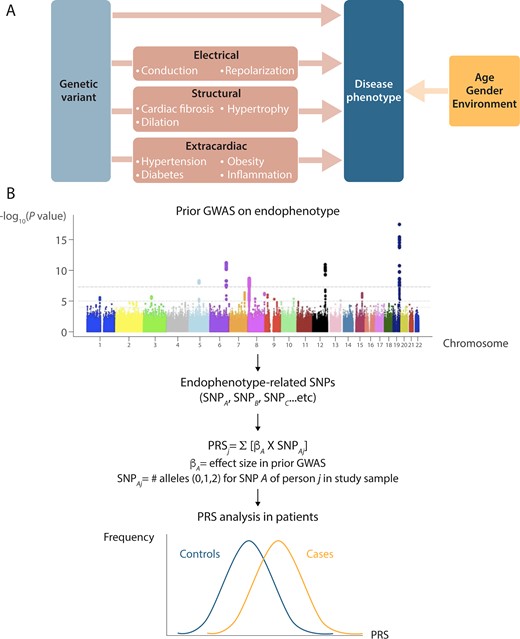 From GWAS to polygenic risk scores (PRS). (A) An approach that is likely to favour the identification of genetic variants that impact on risk for cardiac electrical phenotypes is testing genetic variants that have been shown to be associated with phenotypes that are considered as risk factors (endophenotypes). Genetic modifiers of these endophenotypes are thus expected to also determine the risk of the cardiac electrical phenotypes. For instance, slowed conduction is an established mediator of arrhythmia and therefore genetic factors that modulate the QRS-interval may also affect arrhythmia risk. (B) Summary how GWAS findings provides a unique opportunity for direct investigation of results from GWAS to clinical populations. The use of the endophenotype approach in the dissection of genetics of cardiac electrical phenotypes may increase the chances of genetic locus discovery as it considers candidate SNPs in pathways that are biological plausible for these disorders. The PRS summarizes risk-associated variation across the genome by counting the number of disease-associated alleles. Endophenotypes that are correlated with the disease phenotype because of overlapping genetic causes would be expected to be correlated with PRS for the disease as well. PRS can differentiate cases from controls on a population level, cases are expected to have a significantly higher mean PRS than controls. GWAS, genome-wide association study; PRS, polygenic risk score.