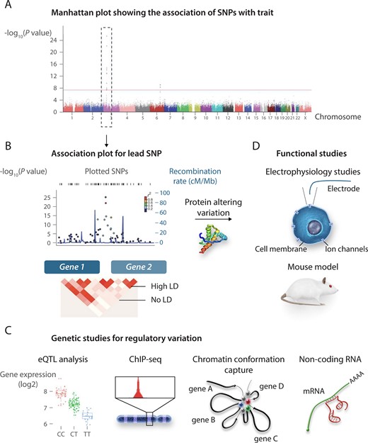 From GWAS locus to gene and mechanism. (A and B) Follow-up studies on loci identified in GWAS. In the absence of a candidate coding region variant that can be tested directly in functional studies (C), studies on non-coding putatively regulatory genetic variation may involve experimental approaches (e.g. eQTL, CHiP-seq, circularized chromosome conformation capture, and non-coding RNA analyses) to uncover the genetic mechanism and the regulated gene (D). GWAS, genome-wide association study; LD, linkage disequilibrium, SNP, single nucleotide polymorphism; CHIP-Seq, chromatin immunoprecipitation sequencing. The figure is adapted from Bezzina et al.,33 permissions obtained.