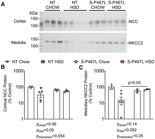 Western-blot analysis of NCC and NKCC2. Kidneys were harvested at the end of 4 weeks, cortex and medulla were manually separated and homogenized. Protein concentration was determined using the BioRad DC assay and adjusted for loading by densitometric quantitation of total protein after running on a 4–12% bis–tris acetate gel and Coomassie staining (shown in Supplementary material online, Figure S8). (A) Western blotting for NCC and NKCC2 was performed by loading 20 μg adjusted protein on additional gels following the protocol described in Methods. Cortex was blotted with anti-total NCC antibody (1:6000), while medulla was blotted with anti-total NKCC2 antibody (1:1000) on different gels. (B and C) Densitometry data were plotted on a Log scale and Log transformed data were analysed with two-way ANOVA (bottom panels, n = 3–4). The effects of strain, diet, and interaction were indicated in graphs. *P < 0.05 NT HSD vs. NT chow.