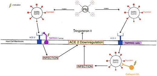 Host cell entry mechanisms utilized by SARS-CoV-2. ACE2, angiotensin-converting enzyme 2; PM, particulate matter; S protein, spike protein; SARS-CoV-2, severe acute respiratory syndrome coronavirus 2; TMPRSS 2, transmembrane protease serine type 2.