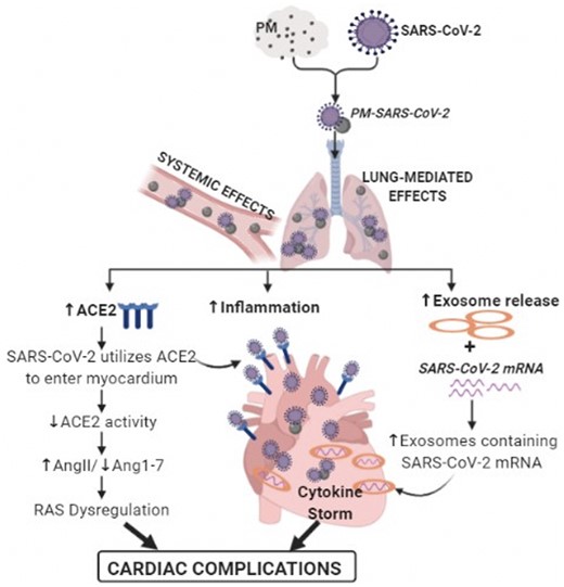 Plausible mechanisms of PM2.5-induced exacerbated cardiac injury in COVID-19. ACE2, angiotensin-converting enzyme 2; AngII, angiotensin II; Ang1-7, angiotensin 1-7; PM, particulate matter; SARS-CoV-2, severe acute respiratory syndrome coronavirus 2; RAS, renin–angiotensin system.