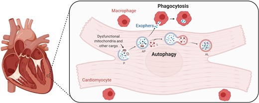 Cardiomyocytes partly outsource the degradation of dysfunctional mitochondria to resident macrophages. Schematic illustration of the process of autophagy in cardiomyocytes, whereby waste material, including dysfunctional mitochondria, is degraded. Shown also is how part of that cargo is exported in so-called exophers to the extracellular space, where it is phagocytosed by cardiac resident macrophages. AL, autolysosome; AP, autophagosome; L, lysosome; P, phagophore (created with BioRender.com).