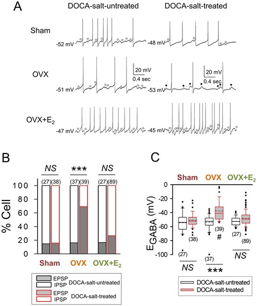 DOCA-salt treatment increases GABAergic excitation in AVP neurons in OVX rats. (A) Voltage traces showing GABAA receptor-mediated spontaneous IPSPs (○) and EPSPs (●) recorded in the AVP neurons of Sham, OVX, and OVX+E2 rats that were or were not treated with DOCA-salt. The baseline membrane potential is indicated to the left of each voltage trace. (B and C) Graphs summarizing the effects of DOCA-salt treatment on the proportions of AVP neurons showing GABAA receptor-mediated IPSPs and EPSPs (***P < 0.001, Fisher’s exact test) and on the EGABA of these cells in Sham, OVX, and OVX+E2 rats (#significant difference from Sham and OVX+E2 groups; ***P < 0.001, two-way ANOVA followed by pairwise comparison with the Holm–Sidak procedure; group × treatment: P = 0.001, group: P < 0.001, treatment: P < 0.001). Number in parentheses: number of cells (data from 7 to 16 rats).