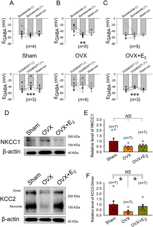 In female rats, E2 may suppress the depolarization of EGABA in AVP neurons associated with DOCA-salt treatment by inhibiting the up-regulation of NKCC1 and down-regulation of KCC2. (A–C) Effects of the NKCC1 blocker bumetanide (10 μmole/L) and the KCC2 blocker VU0463271 (5 μmole/L) on EGABA in AVP neurons recorded in the SON slices from DOCA-salt-treated Sham, OVX, and OVX+E2 rats. The bar charts are the EGABA values of these cells. The symbols connected by lines indicate data from the same cells, and the same kind of symbols indicate that they were from the same rat. n: number of rats used for the preparation of the SON slices. **P < 0.01, ***P < 0.001 compared with the value before drug application (one-way repeated measures ANOVA followed by pairwise comparison with the Holm–Sidak procedure). (D) NKCC1 (145∼205 KDa), KCC2 (140∼270 KDa), and β-actin (∼40 KDa) bands recognized by western blotting of the SON tissues from DOCA-salt-treated Sham, OVX and OVX+E2 rats. (E and F) Bar charts showing the relative levels of NKCC1 and KCC2 in the SON of these rats. For each experiment, values were normalized to the mean value of the samples collected from Sham rats. *P < 0.05 (Kruskal–Wallis one-way ANOVA on ranks followed by pairwise comparison with Student–Newman–Keuls method). n: number of samples.