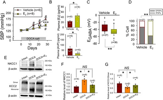 In male rats, E2 inhibits DOCA-salt induced hypertension and secretion of AVP. (A) Effect of E2 injection on the rise of SBP induced by DOCA-salt treatment in the male rat. #Significant difference from the value on Day 0; *P < 0.05, **P < 0.01, ***P < 0.001 compared with vehicle (two-way repeated measures ANOVA followed by pairwise comparison with the Holm–Sidak procedure; group × time: P = 0.001, group: P = 0.013, time: P < 0.001); n: number of rats. (B) The effects of E2 injection on the plasma levels of E2 and AVP in the DOCA-salt-treated male rat. *P < 0.05 compared with vehicle (top panel: Student t-test, bottom panel: Mann–Whitney rank sum test), n: number of rats. (C and D) Effects of E2 injection on the EGABA’s and GABAergic PSP profile of the AVP neurons of DOCA-salt-treated male rat. **P < 0.01 compared with vehicle (Mann–Whitney rank sum test in C) and (Fisher’s exact test in D), n: number of cells (data from 6 to 8 rats). (E) NKCC1 (145∼205 KDa), KCC2 (140∼270 KDa), and β-actin (∼40 KDa) bands recognized by western blotting of the SON tissues from control (Intact), DOCA-salt-treated (DOCA), and DOCA-salt- and E2-treated (DOCA+E2) male rats. (F and G) Bar charts showing the relative levels of NKCC1 and KCC2-dimer in the SON of these rats. For each experiment, values were normalized to the mean value of the samples collected from control rats. *P < 0.05 (Kruskal–Wallis one-way ANOVA on ranks followed by pairwise comparison with Student–Newman–Keuls method). n: number of samples.