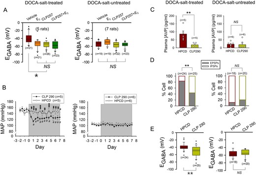 Pharmacological activation of KCC2 in DOCA-salt-treated OVX rats induces the hyperpolarization of EGABA in AVP neurons and decreases systemic AVP secretion to inhibit hypertension. (A) Effects of the bath applications of E2 (100 nmole/L), CLP257 (25 μmole/L), and a mixture of these agents on the EGABA of AVP neurons of DOCA-salt-treated or -untreated OVX rats. ***P < 0.001 (one-way ANOVA followed by pairwise comparison with the Holm–Sidak procedure). n: number of cells. (B and C) Effects of IP injection of CLP290 (100 mg/kg body weight, twice a day for 1 week; shaded period) and vehicle (20% HPCD) on MAP (B) and plasma AVP level (C) in OVX rats that were (left panels) or were not (right panels) treated with DOCA-salt for 5 weeks. CLP290 and vehicle were administered during the last week. BP was measured in awake condition with radio telemetry. #Significant difference from the value on Day 0; *P < 0.05, **P < 0.01, ***P < 0.001 compared with vehicle (two-way repeated measures ANOVA followed by pairwise comparison with the Holm–Sidak procedure in B, left panel: group × time: P < 0.001, group: P = 0.008, time: P < 0.001, right panel; group × time: P = 0.960, group: P = 0.593, time: P = 0.007). **P < 0.01 in C (Student t-test). n: number of rats. (D and E) Effects of CLP290 and vehicle (20% HPCD) on the GABAergic PSP profile (D) and EGABA’s (E) of the AVP neurons of OVX rats that were (left panels) or were not (right panels) treated with DOCA-salt. These neurons were recorded in the SON slices prepared from the OVX rats after the last administration of CLP290 or vehicle. **P < 0.01 (D: Fisher’s exact test, E: Student’s t-test). n: number of cells (data from four rats each).