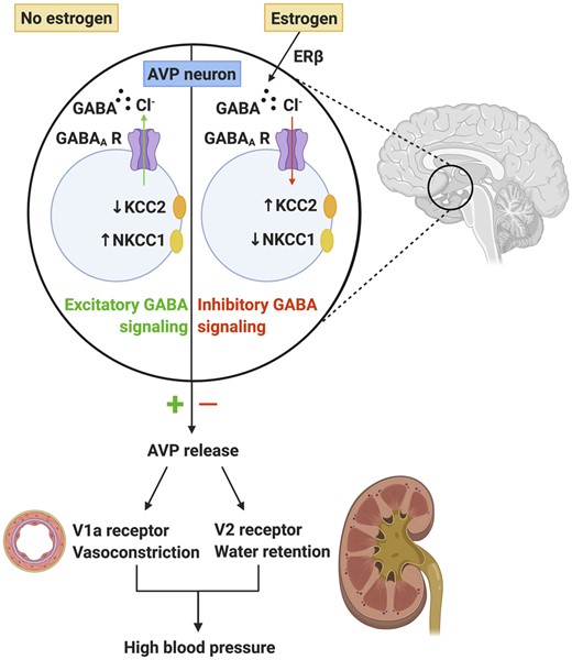 In the absence of estrogen, GABA signalling can become excitatory which leads to exacerbated arginine vasopressin (AVP) release and subsequent sustained increases in blood pressure. In the presence of estrogen via estrogen receptor β, GABA signalling remains inhibitory which prevents inappropriate release of AVP and blood pressure is normalized. Created with BioRender.com.