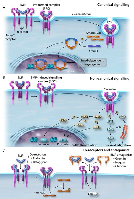 BMP signalling. (A) Canonical signalling. BMPs bind the complex of BMP type-1 and type-2 receptors and internalize via clathrin-coated pits. Activated receptors mediate signalling via phosphorylation of R-Smads (Smad1/5/8) close to the cell membrane and form a complex with Smad4. This active complex translocates to the nucleus and associates with transcription factors on target promoters. (B) Non-canonical signalling. BMPs bind to a high affinity type-1 receptor leading to subsequent recruitment of a type-2 receptor, which internalizes via caveolae to activate pathways regulating cell differentiation (ERK, JNK, and MAPK), survival (PI3K), and migration (LIMK1). (C) Co-receptors and BMP antagonists. Signalling is further regulated by co-receptors and endogenous secreted BMP signalling antagonists. Smad signalling is tightly regulated by inhibitory Smads (Smad6/7) and signalling repressors, such as FKBP12.