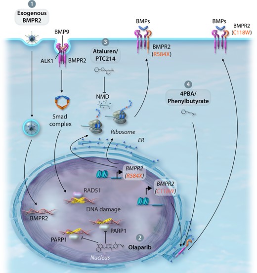 Therapeutic approaches to improve BMPR2 expression and/or BMP signalling. (1) Exogenous delivery—endothelial-targeted replacement of dysfunctional BMPR2 through viruses, exosomes, or nanoparticles. (2) Regulation of DNA damage—activation of RAD51 DNA damage repair or inhibition of PARP1 DNA repair by the small molecule inhibitor, Olaparib. (3) Promotion of translational read-through—suppression of nonsense-mediated mutations using Ataluren/PTC124 improving BMPR2 expression. (4) Rescue of BMPR2 cysteine ECD mutations from the ER—rescue BMPR2 cell-surface expression and signalling by treatment with 4PBA.
