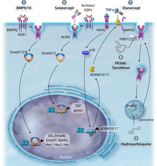 Therapeutic approaches to improve BMPR2 expression and/or BMP signalling. (5) Enhancement of BMPR2 by BMP9—increases BMPR2 expression levels, enhances downstream signalling, reduces endothelial apoptosis and permeability in the pulmonary circulation. (6) Activin/GDF Inhibition—attenuates TGFβ signalling by the activin ligand trap, Sotatercept. (7) Inhibition of TNFα-induced inflammation—ligand trap capture of TNFα by Etanercept prevents the reduction of BMPR2 expression by the sheddases ADAM10/17. (8) Inhibition of BMP signalling repression—treatment with FK506/Tacrolimus enhances BMP signalling in the context of BMPR2 deficiency. (9) Modulate BMPR2 expression by regulating lysosomal function and autophagy—treatment with hydroxychloroquine (lysosome and autophagy inhibitor) inhibits lysosomal acidification and prevents protein degradation, thus rescuing BMPR2 expression and signalling.