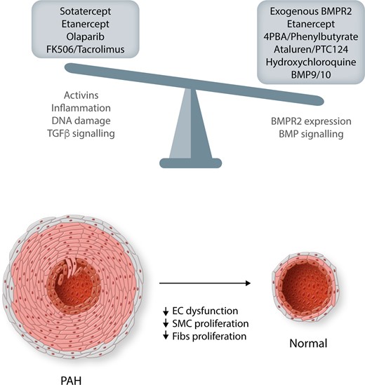 Maintaining the balance of BMPR2/BMP and TGFβ pathways is critical for normal vascular homoeostasis. Shifting the balance in disease in these pathways will be critical in reducing/reversing the vascular remodelling associated with PAH pathobiology. The central pathways targeted by the therapeutics in this review are detailed, but these may not be exclusive as many will have multiple benefits. EC, endothelial cells; SMC, smooth muscle cells; Fibs, fibroblasts.