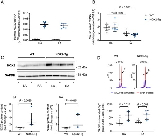 Atrial NOX2 expression and superoxide production in WT and NOX2-Tg hearts. (A) Quantitative RT-PCR detection of the human NOX2 mRNA transcript confirms the presence of the transgene in the LA and RA of NOX2-Tg, but not WT, hearts (n = 8/group). (B) Expression of mouse Nox2 mRNA is significantly higher in the RA (P = 0.0034 vs. LA-WT and P < 0.0001 vs. LA-NOX2-Tg; one-way ANOVA), with no differences between genotypes. (C) Western blot shows detection of a 58 kDa NOX2 protein in atrial tissue homogenates from WT and NOX2-Tg mice. NOX2 protein content is significantly higher in NOX2-Tg hearts in both RA (P = 0.015 vs. WT, Mann–Whitney U test, n = 6 for WT and n = 5 for NOX2-Tg) and LA (P = 0.0025 vs. WT; Mann–Whitney U test; n = 7 for WT and n = 5 for NOX2-Tg) tissue homogenates. Two atria were pooled for each biological replicate. (D) Representative HPLC chromatograms showing the formation of 2-hydroxyethidium (2-OHE), the superoxide-derived oxidation product of DHE, and ethidium (E), the non-specific two-electron oxidation product, in LA homogenates. The tiron-inhibitable fraction of 2-OHE (i.e. the difference in the area under the 2-OHE peak between NADPH and tiron) was taken as a measure of the NADPH-stimulated superoxide production and found to be significantly higher in NOX2-Tg RA (P = 0.019 vs. WT, Mann–Whitney U test, n = 8 for WT and n = 5 for NOX2-Tg) and LA (P = 0.004 vs. WT, Mann–Whitney U test, n = 6/genotype). Graphs show individual data points with means and SDs or medians and IQRs, as appropriate.