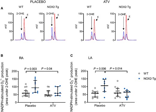 Atorvastatin prevents the increase in NADPH-stimulated atrial superoxide production secondary to NOX2 overexpression. (A) Representative HPLC chromatograms of superoxide production (2-OHE peak) in LA homogenates from WT and NOX2-Tg mice given ATV or placebo diet are shown. Blue, NADPH-stimulated superoxide production; Red, Tiron-inhibited trace. (B) NADPH-stimulated superoxide production is higher in RA homogenates of placebo-treated NOX2-Tg mice (P = 0.003 vs. WT-placebo). This difference is abolished by ATV treatment (P = 0.9). For placebo, n = 16 for WT and n = 11 for NOX2-Tg; and for ATV, n = 12 for WT and n = 9 for NOX2-Tg. (C) The increase in NADPH-stimulated superoxide production in LA homogenates of placebo-treated NOX2-Tg mice (n = 8) compared with WT controls (n = 11, P = 0.006) is prevented by ATV treatment, with no differences between ATV-treated groups (P = 0.84). For placebo, n = 11 for WT and n = 8 for NOX2-Tg; and for ATV, n = 12 for WT and n = 9 for NOX2-Tg. Two-way ANOVA with Tukey post hoc analysis was used to determine statistical significance of placebo and superoxide production with ATV between groups. Graphs show individual data points with medians and IQRs. For these experiments, two atria were pooled for each biological replicate.