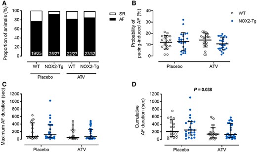 Pacing-induced AF susceptibility in placebo and atorvastatin-treated WT and NOX2-Tg mice. (A) Percentages of NOX2-Tg and WT mice with inducible AF episodes lasting at least 2 s (n numbers as indicated). (B) The probability of AF (≥2 s) induction per mouse was not different between genotypes (P = 0.83) and there was no effect of ATV (P = 0.89). (C) Maximum AF durations tended to be longer in placebo-fed NOX2-Tg mice (117 s, 25th–75th percentile: 40–381 vs. 68 s, 25th–75th percentile: 32–433 s for placebo-fed WT) and shorter with ATV treatment (P = 0.07; WT, 43 s, 25th–75th percentile: 25–242 s vs. NOX2-Tg, 65 s, 25th–75th percentile: 22–261 s). (D) Cumulative AF duration was significantly lower in mice who received ATV (P = 0.038 vs. placebo), independent of genotype. AF probability and durations were quantified from mice that developed AF lasting at least 2 s (for placebo, n = 19 WT and n = 25 NOX2-Tg mice; for ATV, n = 22 WT and n = 27 NOX2-Tg mice). Categorical data are shown as percentages and P-values were calculated using the Fisher’s exact test. Continuous data are shown as individual data points with means and SDs or medians and IQRs and P-values were calculated by two-way ANOVA with Tukey post hoc analysis. To achieve normality, non-parametric data were log-transformed before statistical analysis.