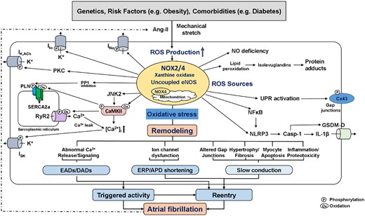 Putative role of reactive oxygen species (ROS) in atrial fibrillation (AF). ROS-production from activated NADPH-oxidase (NOX) isoforms, xanthine oxidase, and downstream ROS-generating systems including mitochondria and uncoupled eNOS. The sustained oxidative stress leads to abnormal Ca2+ signalling with potential occurrence of AF-triggering EADs and DADs, ion-channel dysfunction with ERP/APD-abbreviation, and to altered gap-junctions, fibrosis, myocyte apoptosis, and inflammation, which produce a heterogeneous slowing in impulse conduction. Shorter ERP and conduction slowing support the formation of AF-maintaining reentry. Examples of key mediators downstream of increased ROS-production include oxidized CaMKII (CaMKII), activated PKC, inhibited PP1, and activated NFkB and NLRP3-inflammasome. Activated CaMKII increases ryanodine-receptor type-2 (RyR2) hyperphospohrylation and causes sarcoplasmic reticulum Ca2+-overload, both of which increases diastolic Ca2+-leak. NFkB is a redox-sensitive transcription factor that activates NLRP3-inflammatory signalling and causes structural remodelling by increasing the priming of NLRP3, interleukin-1β (IL-1β), and matrix metalloproteinases. ROS-generation also increases lipid peroxidation and formation of highly reactive isolevuglandins that rapidly adduct and crosslink proteins causing myocyte proteotoxicity. AF further increases the activity of ROS-generating systems by increasing both angiotensin-II (Ang-II) and atrial stretch, creating a vicious cycle of atrial cardiomyopathy-driven NOX-activation and AF-mediated oxidative stress amplification, ultimately leading to AF-promoting atrial remodelling. APD, action-potential duration; CaMKII, Ca2+-calmodulin-dependent protein kinase-II; Cx43, connexin-43; DAD, delayed afterdepolarization; EAD, early afterdepolarization; eNOS, endothelial nitric oxide; ERP, effective refractory period; INa, Na+-current; ISK, small-conductance Ca2+-activated K+-current; Ito, transient-outward K+-current; JNK2, janus kinase-2; NFkB, nuclear-factor kappa-B; NLRP3, NLR family pyrin-domains containing protein-3; PKC, protein kinase-C; PP1, protein phosphatase type-1; UPR, unfolded protein response.