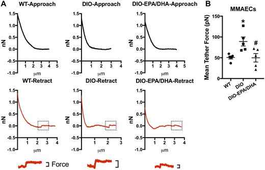 Effect of omega-3 PUFAs on endothelial cell membrane fluidity and stiffness. (A) Representative force distance traces acquired at 10 µm/s. Magnification of the force step of WT, DIO and EPA (30 µmol/L)/DHA (30 µmol/L)-treated DIO mouse mesenteric artery endothelial cells (MMAECs) were shown below. (B) Data analysis of mean tether force of WT, DIO, and EPA/DHA-treated DIO MMAECs. Mean ± SEM; *P = 0.0237 vs. WT, #P = 0.0213 vs. DIO, one-way analysis of variance test followed by Tukey's multiple comparisons test. N = 5.
