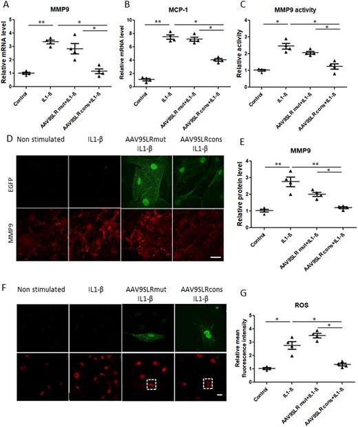 AAV9SLRcons significantly decreases AP-1 target genes. Evaluation of (A) MMP9 and (B) MCP-1 gene expression in transduced SMCs by quantitative RT-PCR. Messenger RNA levels were normalized to RPL32 as a housekeeping gene (n = 4, *P < 0.05). (C) Relative gelatinolytic capacity of secreted MMP9 in the different treatment groups with the non-stimulated control value set to 1 (n = 4, *P < 0.05). (D) Representative images of MMP9 immunocytochemistry (red) and corresponding statistical quantification (E) of the fluorescence intensity. (F) Representative images showing DHE fluorescence in vascular SMCs of the indicated treatment groups. Transduced cells were visualized in the green channel. (G) Statistical quantification of mean red fluorescence intensity as a measure of generated ROS in SMCs in different treatment groups. The non-stimulated group served as a control. Scale bar represents 25 μm (n = 4, 20 images analysed/group, *P < 0.05). Data were analysed using one-way analysis of variance (ANOVA), followed by a post hoc Tukey multiple comparison test.