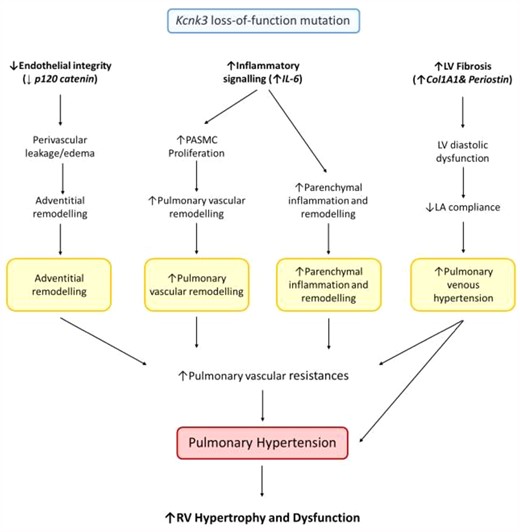 Proposed sequence of events arising from Kcnk3-LOF mutation in context of LV pressure overload. In context of LV pressure overload, we propose that Kcnk3-LOF mutation promotes (i) the disruption of pulmonary endothelium integrity (with a decreased expression of p120 catenin in lung from Sham-Kcnk3-mutated vs Sham-WT rats) which leads to lung perivascular oedema and PA adventitial remodelling, (ii) the inflammatory signalling (Increased expression of IL-6 in lung, LV, RV and LA from AAC-Kcnk3-mutated rats) which leads to increase PASMC proliferation and promoting pulmonary vascular remodelling and parenchymal remodelling. (i) and (ii) contribute to the increase of pulmonary vascular resistances, and (iii) the cardiac fibrosis (with an increased expression of Col1A1 and periostin in LV and RV from AAC-Kcnk3-mutated rats) link to LV diastolic dysfunction, decreased of LA compliance and abnormal pulmonary venous remodelling. All together these deregulations act in favour of the aggravation of pulmonary hypertension and the consequent RV hypertrophy and dysfunction. All these events are responsible for the development of more severe PH-induced by LV pressure overload in Kcnk3-mutated rats.