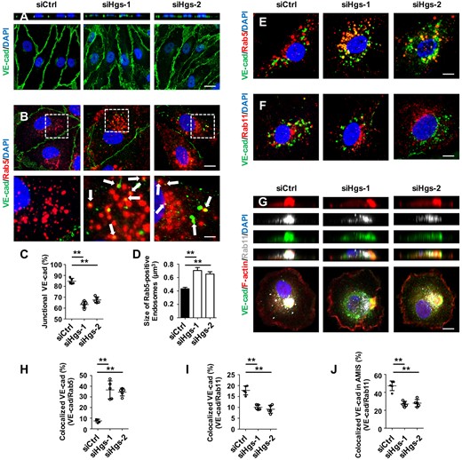 Hgs knockdown impairs recycling of VE-cadherin to the plasma membrane. (A–J) HUVECs were treated with control or Hgs-siRNA for 48 h before fixation in 4% PFA. (A) Immunostaining of VE-cadherin showing an increased cytoplasmic accumulation and a loss of polarized distribution in Hgs knockdown HUVECs. Scale bar: 20 µm. (B) Double immunostaining of Rab5 and VE-cadherin showing colocalization of internalized VE-cadherin with Rab5-positive early endosomes (arrows) in siHgs-treated HUVECs. Scale bar: 10 µm (upper panel) and 3 µm (lower panel). (C) Quantification of junctional VE-cadherin indicating a decreased junctional distribution in Hgs knockdown HUVECs (n = 5). (D) Quantification of the size of Rab5-positive early endosomes showing a 1.6-fold and a 1.5-fold increase in Hgs knockdown HUVECs (932 endosomes from controls, 886 endosomes from siHgs-1-treated HUVECs, and 804 endosomes from siHgs-2-treated HUVECs were analysed). (E) VE-cadherin internalization assay showing the increased colocalization of internalized VE-cadherin with Rab5-positive early endosomes in Hgs knockdown ECs. HUVECs were incubated with VE-cadherin antibody for 1 h and then treated with 100 μM chloroquine for 4 h. Scale bar: 10 µm. (F) VE-cadherin internalization assay showing the decreased colocalization of internalized VE-cadherin with Rab11-positive recycling endosomes in Hgs knockdown ECs. Scale bar: 10 µm. (G) Immunostaining showing decreased VE-cadherin enrichment at the F-actin bud of AMIS, indicating the impaired recycling of VE-cadherin to the plasma membrane in Hgs knockdown HUVECs. Scale bar: 10 µm. (H) Quantification of VE-cadherin/Rab5 colocalization in VE-cadherin internalization assays of control and Hgs knockdown HUVECs (n = 5). (I) Quantification of VE-cadherin/Rab11 colocalization in VE-cadherin internalization assays of control and Hgs knockdown HUVECs (n = 5). (J) Quantification of the enrichment of VE-cadherin in Rab11-positive recycling endosomes at the AMIS bud in control and Hgs knockdown HUVECs (n = 5). Values are presented as means ± standard deviation. **P < 0.01 by Mann–Whitney test.