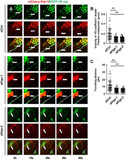 Hgs knockdown impairs recycling endosome motility in ECs. (A) Representative recordings of an imaging series of recycling endosomes marked by mCherry-Rab11 and EGFP-VE-cadherin in control and Hgs knockdown HUVECs treated with siRNA for 48 h and plasmids for 24 h. Arrows indicate the Rab11 and VE-cadherin double positive vesicles at the indicated time points. Dashed lines indicate the junctional contact between two HUVECs. (B) Quantification revealed the decreased movement speed of VE-cadherin-containing recycling endosomes in Hgs knockdown HUVECs (84 endosomes from control HUVECs, 77 endosomes from siHgs-1-treated HUVECs, and 63 endosomes from siHgs-2-treated HUVECs were analysed from 4 to 5 different movies). (C) Quantification showing decreased travelling distance of VE-cadherin-containing recycling endosomes within 1 min in Hgs knockdown HUVECs (84 endosomes from control HUVECs, 77 endosomes from siHgs-1-treated HUVECs, and 63 endosomes from siHgs-2-treated HUVECs were analysed from 4 to 5 different movies). Values are presented as means ± standard deviation. **P < 0.01 by Mann–Whitney test.