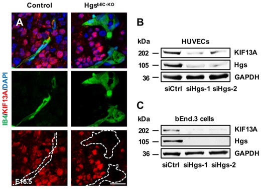 KIF13A expression is decreased in Hgs knockout mouse brain and Hgs knockdown ECs. (A) IB4 and KIF13A immunostaining on brain sections of E16.5 control and HgsbEC-KO embryos showing decreased KIF13A expression in mutant brain ECs. Scale bar: 20 µm. (B and C) Western blot analyses of Hgs and KIF13A expression in HUVECs (B) and bEnd.3 cells (C) transfected with control- or Hgs-siRNA.
