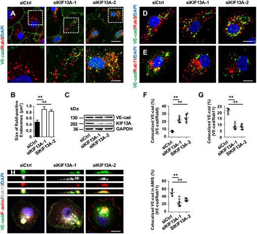 KIF13A knockdown impairs endocytic recycling of VE-cadherin in ECs. (A) Confocal images of VE-cadherin and Rab5 double immunostained HUVECs showing increased VE-cadherin/Rab5 double positive early endosomes in KIF13A knockdown HUVECs. Scale bar: 20 μm (upper panel) and 8 μm (lower panel). (B) Quantification showing increased size of Rab5-positive early endosomes in KIF13A knockdown HUVECs (266 endosomes from control HUVECs, 289 endosomes from siHgs-1-treated HUVECs, and 275 endosomes from siHgs-2-treated HUVECs were analysed). (C) Western blot analyses of VE-cadherin and KIF13A expression in control and KIF13A knockdown HUVECs. (D–G) VE-cadherin internalization assay (D and E) and the corresponding quantifications (F and G) showing increased colocalization of VE-cadherin with Rab5-positive early endosomes and decreased colocalization of VE-cadherin with Rab11-positive recycling endosomes in KIF13A knockdown HUVECs (n = 5). Scale bars: 15 µm. (H) Immunostaining for VE-cadherin, Rab11, and F-actin showing impaired recruitment of VE-cadherin-containing recycling endosomes to the AMIS of KIF13A knockdown HUVECs. (Right) Quantification of VE-cadherin/Rab11-positive endosomes enriched at the AMIS of control and KIF13A knockdown HUVECs (n = 5). Scale bar: 15 µm. Values are presented as means ± standard deviation. **P < 0.01 by Mann–Whitney test.
