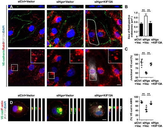 Restoration of endosomal recycling rescues VE-cadherin polarity in Hgs knockdown ECs. (A–D) HUVECs were treated with control or Hgs-siRNA for 24 h and then transfected with control or KIF13A plasmids for 24–48 h before fixation in 4% PFA. (A) Confocal images showing that KIF13A overexpression reduced the intracellular accumulation of VE-cadherin and VE-cadherin-containing Rab5-positive early endosomes (upper panel) and normalized the size of Rab5-positive early endosomes (lower panel) in Hgs knockdown HUVECs. Scale bar: 10 µm. (B) Quantification of the size of Rab5-positive endosomes (333 endosomes from control HUVECs, 291 endosomes from siHgs-1-treated HUVECs, and 263 endosomes from siHgs-2-treated HUVECs transfected with KIF13A plasmids were analysed). (C) Quantification of junctionally distributed VE-cadherin (n = 5). (D) KIF13A overexpression restored the recruitment of VE-cadherin to the AMIS in Hgs knockdown HUVECs (n = 5). Scale bar: 10 µm. Values are presented as means ± standard deviation. **P < 0.01 by Mann–Whitney test and one-way analysis of variance.