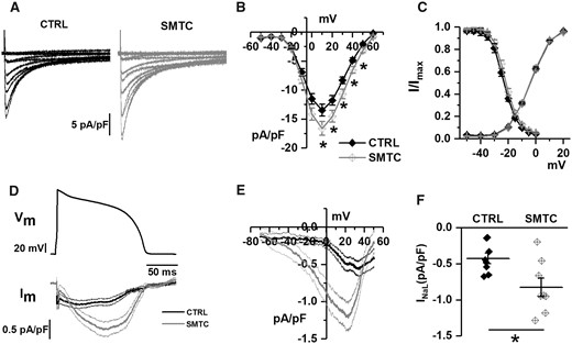 Effect of NOS1 inhibition on ICaL and INaL in GP cardiomyocytes. (A) Representative ICaL recordings at different voltages in control (CTRL) and during NOS1 inhibition (SMTC); (B) average (±SE) I/V relationships of peak ICaL density in CTRL and during NOS1 inhibition; (C) average steady-state activation and inactivation curves in CTRL and NOS1 inhibition. (D) Long AP waveform (top) and average traces of INaL (bottom). (E) Dynamic I/V relationship of traces shown in D. (F) TTX-sensitive current (INaL) in control and under NOS1 inhibition. Sample sizes: CTRL n = 25/4 and SMTC n = 20/3 for A–C panels; CTRL n = 8/2 and SMTC n = 8/2 for D–F panels. *P < 0.05 vs. CTRL from two-way ANOVA for repeated measurements.
