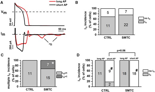 Interaction between NOS1 inhibition and APD in inducing ITI events. ITI events were induced by ISO 1 nM under AP clamp. (A) Representative membrane current recordings during long (APD90 = 140 ms, red) and short (APD90 = 100 ms, black) AP waveforms in the same myocyte; ITI events are shown (arrows). (B) Percent of cells with no ITI (white) or at least one ITI (grey) event in CTRL and during NOS1 inhibition. (C) Percent of cells with one ITI event (light grey) or >1 ITI events (dark grey) in CTRL and during NOS1 inhibition. (D) Effect of APD shortening on ITI incidence in CTRL and during NOS1 inhibition. Sample sizes: CTRL n = 16/3 and SMTC n = 29/6 for B; CTRL n = 11/3 and SMTC n = 22/6 for C; and CTRL n = 11/3 and SMTC n = 18/6 for D. *P < 0.05 vs. CTRL. #P < 0.05 vs. long AP from the χ2 test.