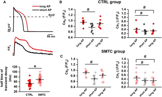Interaction between NOS1 inhibition and APD in affecting intracellular Ca2+. Cytosolic Ca2+ was measured under AP clamp with long and short APs in the presence of ISO 1 nM; long-short-long sequences were applied within each myocyte. (A) AP waveforms (top) and examples of the corresponding Ca2+ transients (bottom) recorded in CTRL. (B) Effect of APD on CaD (left) and CaT amplitude (right) in CTRL. (C) Half-time of CaT-decay in CTRL and during NOS1 inhibition. (D) Effect of APD on CaD and CaT amplitude during NOS1 inhibition. Sample sizes: CTRL n = 10/4 and SMCT n = 9/3 for B; CTRL n = 29/10 and SMTC n = 34/9 for C; CTRL n = 10/4 and SMCT n = 9/3 for D. #P < 0.05 vs. long AP. *P < 0.05 vs. CTRL from the paired Student’s t-test and two-way ANOVA for repeated measurements.