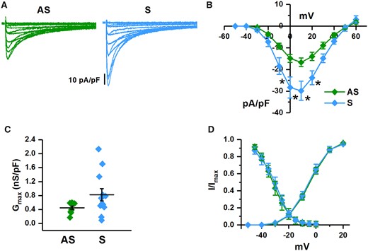 ICaL properties in S vs. AS hiPSC-CMs. (A) Representative recordings of ICaL at different voltages in AS (green) and S (blue) hiPSC-CMs. (B) Comparison of I/V relationships of peak ICaL density. (C) Comparison of maximal ICaL conductance (normalized for membrane capacity). (D) Comparison of steady-state activation and inactivation curves (AS n = 10/3 and S n = 12/4 for all panels). *P < 0.05 vs. AS from two-way ANOVA for repeated measurements.