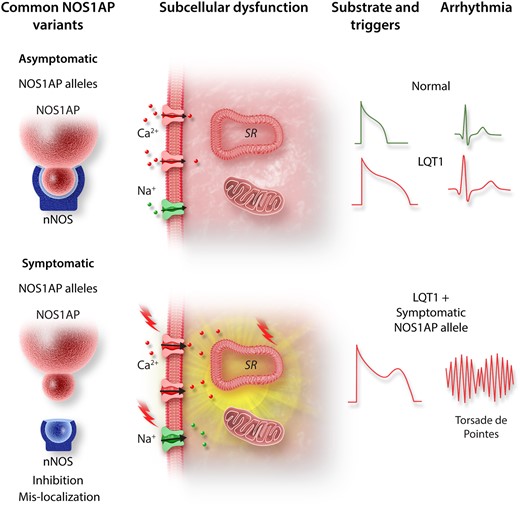 Schematic illustrating the proposed mechanism by which a minor NOS1AP allele unmasks the arrhythmogenic nature of a LQT1-causing KCNQ1 mutation. The minor NOS1AP variant exhibits reduced co-localization with its primary cellular target nNOS resulting in loss of nNOS function. This causes aberrant nNOS/NO signalling at key cellular compartments, thereby causing action potential prolongation and destabilization of intracellular calcium cycling. Combined, these loss of nNOS function effects form the triggers and substrate required for torsade de pointes.