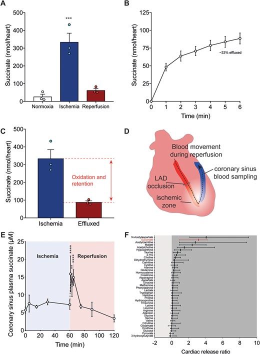 (A–F) Succinate accumulation and efflux from the ischaemic heart in situ and in vivo. (A) Succinate accumulates during 20 min ischaemia and rapidly returns to baseline values after 6 min reperfusion in a murine in situ perfusion model (mean ± SEM, n = 3). Statistical significance was assessed by one-way ANOVA with Dunnett’s post hoc test [***P < 0.001, relative to control (Normoxia) values]. (B and C) Succinate efflux from the in situ perfused heart exposed to 20 min ischaemia over the first 6 min of reperfusion (B) and compared to the succinate levels achieved in the heart exposed to 20 min ischaemia (C) (mean ± SEM, n = 3). (D) Schematic of porcine MI model and CS blood sampling (E). Succinate is elevated during early reperfusion in the CS in a porcine MI model. The LAD was occluded by gentle snaring for 60 min before snare released and blood sampled (mean ± SEM, n = 3). Statistical significance was assessed by two-way ANOVA with Tukey’s post hoc test (**P < 0.01, ****P < 0.0001). (F) Release of metabolites in the CS at reperfusion (1–5 min) compared to AR blood expressed as cardiac release ratio [(CS − AR)/AR] in porcine MI model. LAD, left anterior descending.