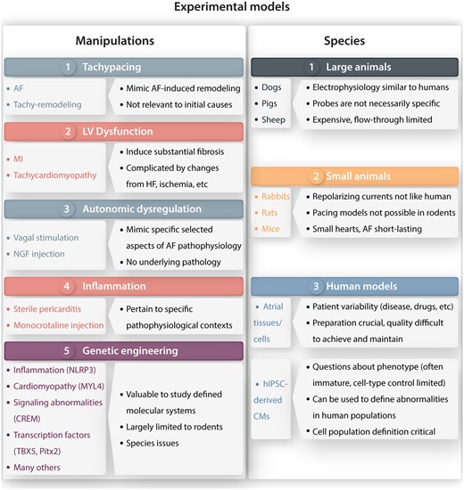 Summary of principal preclinical AF-models. Left: manipulations used to create experimental models of AF. Right: principal species in which various types of preclinical models have been created. CMs, cardiomyocytes; HF, heart failure; hIPSCs, human induced pluripotent stem cell; MI, myocardial infarction; NGF, nerve growth factor.