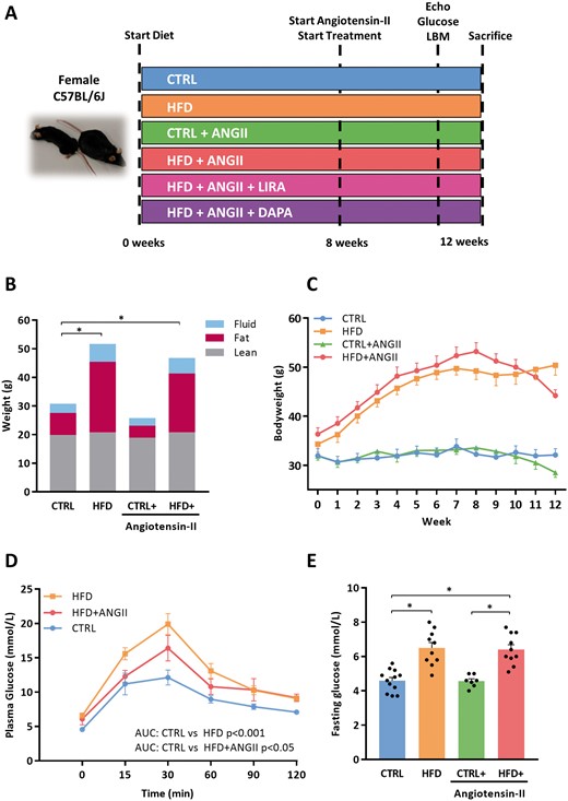 HFD induces obesity and impaired glucose; this phenotype is not affected by addition of ANGII. (A) Overview of experimental design and an example of a CTRL and HFD + ANGII mouse. (B) Body mass composition (fluid, fat, and lean mass) measured by minispec LF90II body composition analyser (n = 7–11 mice). (C) Weight development over time (weeks) (n = 7–11 mice per group). (D) Plasma glucose levels over time (min) after glucose loading (2 g/kg body weight) in an oral glucose tolerance test (n = 7–9 mice per group). To determine glucose tolerance, we calculated AUC per treatment group. (E) Fasting glucose levels per group (n = 6–12 mice per group). AUC, area under the curve; LBM, Lean, fat and fluid Body mass Measurements; CTRL, control chow; CTRL + ANGII, angiotensin II treated group on control chow; HFD, high-fat diet; HFD + ANGII, angiotensin II treated group on high-fat diet. Data are presented as mean + standard errors of the mean. *Kruskal–Wallis test followed by Mann–Whitney U test P <0.05 is considered significant.
