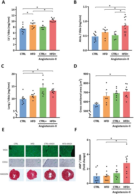 Combination of HFD + ANGII increases left ventricular, atrial and pulmonary weights and increased myocardial cross-sectional area, and cardiac stress marker ANP. (A) LV/tibia, left ventricle weight corrected for tibia length (n = 7–10 mice per group). (B) Atria weight/tibia length (n = 6–11 mice per group). (C) Lung weight/tibia length (n = 7–10 mice per group). (D) Cross-sectional area of cardiomyocytes quantified by WGA-FITC staining (30–50 cells per animal, n = 6–9 mice per group). (E) Representative images of histological staining depicting the cardiomyocyte size (WGA), capillary density (CD31+), and fibrosis (Masson). (F) LV mRNA expression levels of ANP (n = 7–9 mice per group). ANP, atrial natriuretic peptide; CTRL, control chow; CTRL + ANGII, angiotensin II treated group on control chow; HFD, high-fat diet; HFD + ANGII, angiotensin II treated group on high-fat diet. Data are presented as mean + standard errors of the mean. *Kruskal–Wallis test followed by Mann–Whitney U test P <0.05 is considered significant.